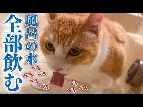 猫をお風呂にぶち込んだら、お湯を全て飲み干そうとし始めました…。
