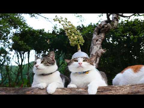 栃の花　のせ猫　　260613 サムネイル