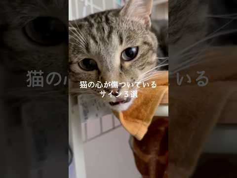 猫の心が傷ついているサイン3選 #猫 #ねこ #保護猫 #猫好きさんと繋がりたい #猫動画 #雑学 #豆知識 VOIC…
