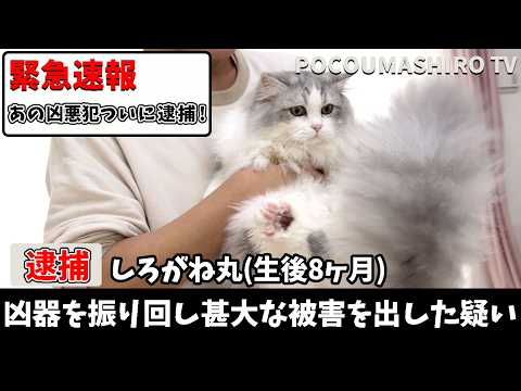 【速報！】ついにあの凶悪猫を逮捕することに成功しました！ サムネイル