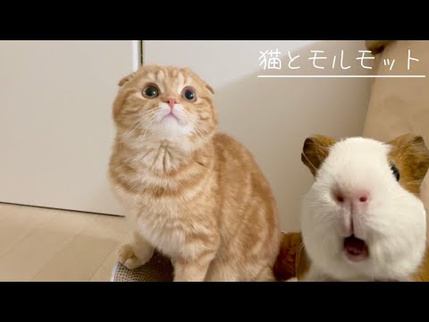 猫とモルモット  Cat and Guinea Pig