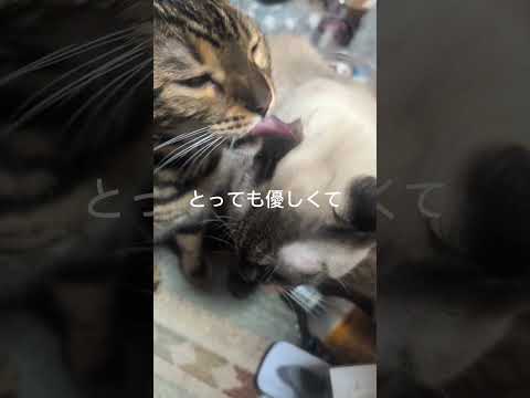 シャム猫ベンガル猫shorts funny cat猫ミャク子ガッツくん