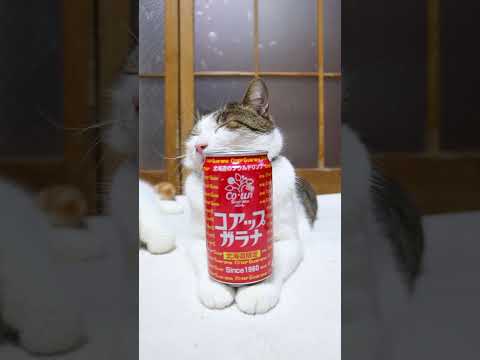 コアップガラナ　260327　のせ猫　 cat　 cute　 ネコ　 猫のいる暮らし　 ねこ　 猫のいる生活　 cut… サムネイル