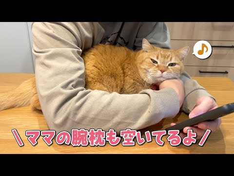 愛猫の腕枕になりたくて取り合いをしていたらまさかの結末に… サムネイル