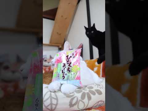 薄皮ひとくち三色まんじゅう 春　260518　 cat のせ猫 cute　 薄皮ひとくち ねこ ネコ　 猫 三色まんじ…