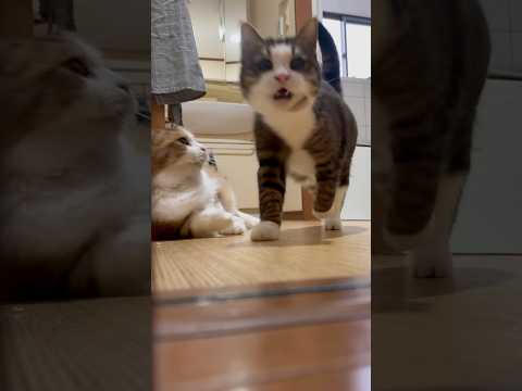 お父さんの前を素通りしてお父さんのところへ サムネイル