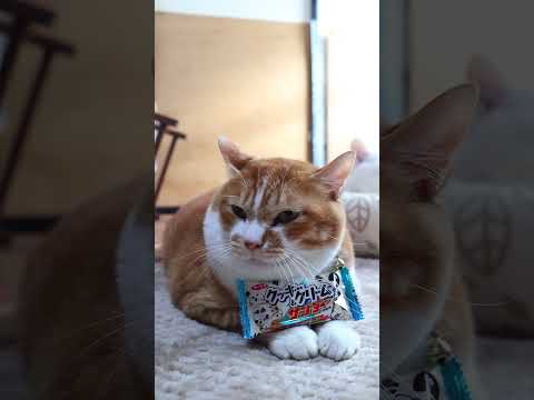 クッキー＆クリームのサンダー　260304　のせ猫　 cat　 cute　 ネコ　 猫のいる暮らし　 ねこ　 猫　 c… サムネイル