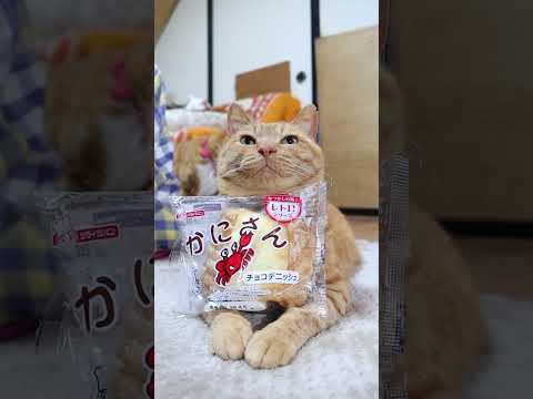 カニさんチョコデニッシュ 　260422　のせ猫　 cat　 cute　 kitty　 茶トラ　 kitten　 かに… サムネイル