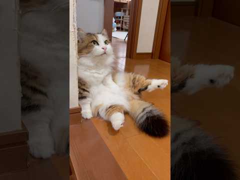 よし、通ってエエよ サムネイル