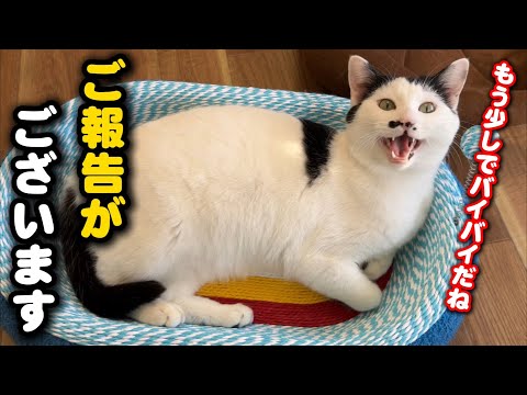 保護猫たちとお別れの日が決まりました サムネイル