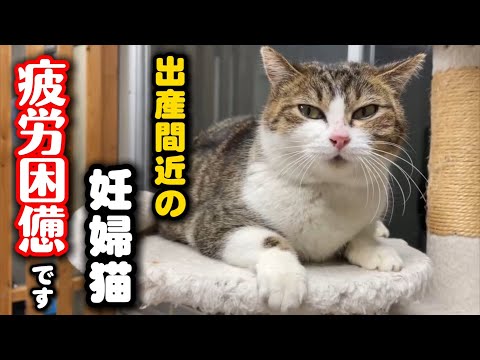 出産間近の妊婦猫も人間も疲労困憊です サムネイル