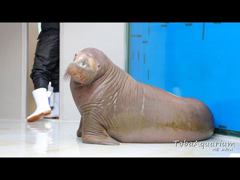 《鳥羽水族館》セイウチ「いちこ」のお引っ越し サムネイル