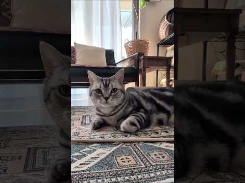 アメショーのラッテ アメショ ＃アメリカンショートヘア＃猫との暮らし猫と暮らす家猫 サムネイル
