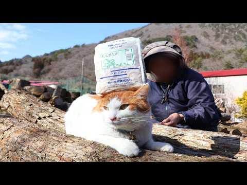 ちろぽんさばじろうとタモギタケ植菌　260423 サムネイル