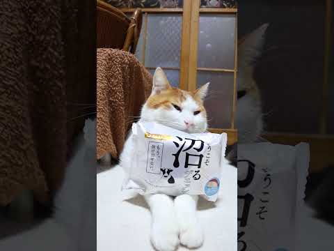 沼るデニッシュ　260325　のせ猫　 cat　 猫のいる暮らし　 cute　 ねこ　 ネコ  猫のいる生活　 猫… サムネイル