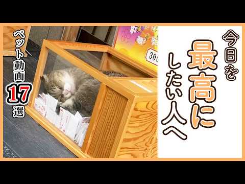 【中毒性ヤバい😆】一度見たら抜け出せないペット動画17選｜PECO