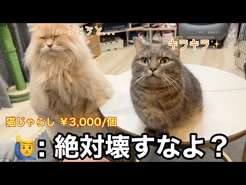 先攻はアクア！後攻はフランマ！最高級の猫じゃらしで遊ばせてみた！ サムネイル