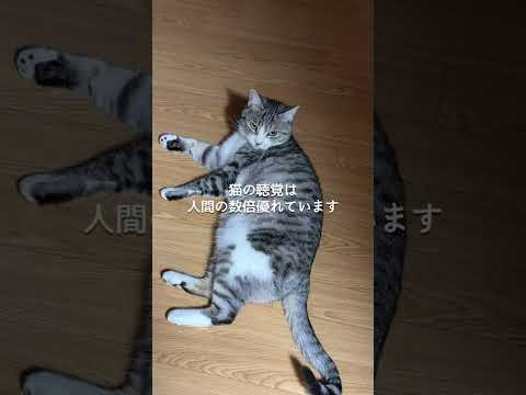 猫にやってはいけないこと3選 猫 ねこ 猫のいる暮らし ねこのいる生活 保護猫 猫動画 ねこ動画 猫好きさんと繋がりた… サムネイル