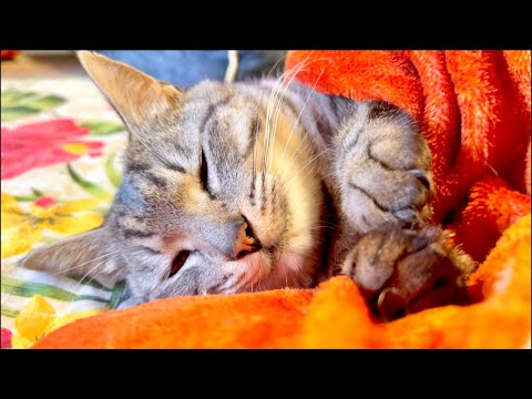 99%が5分で眠くなる😴 猫のゴロゴロ×Water Wood ASMR サムネイル