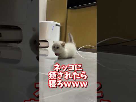 ネッコの動画で癒されたら寝ろｗｗｗ　2ch  動物  猫 癒やし ねこ動画 サムネイル