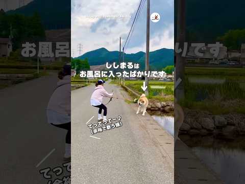 風呂に入ったばかりの愛犬が田んぼに入りたがる｜PECO サムネイル