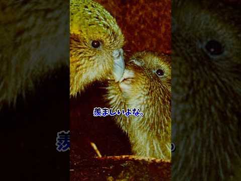 カカポさん流石に人間から愛されすぎる サムネイル