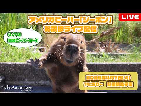 《鳥羽水族館》国際ビーバーデー！アメリカビーバー「シーポン」お散歩ライブ配信