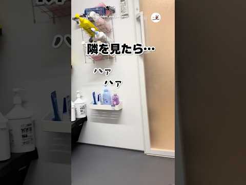 隣を見たら…🛀｜PECO サムネイル