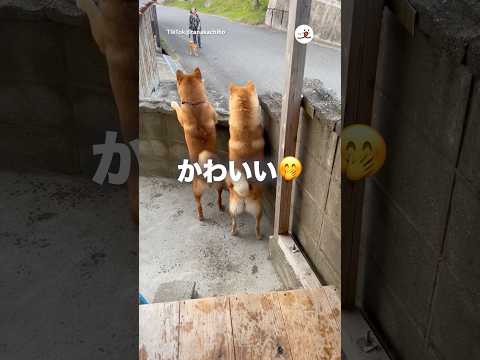 ご近所柴物語｜PECO サムネイル