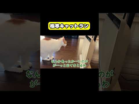 極寒キャットラン　猫 おもしろ アテレコ ニャンチューバーつくし サムネイル