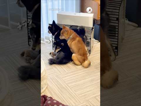 ストーブ前が…｜PECO サムネイル