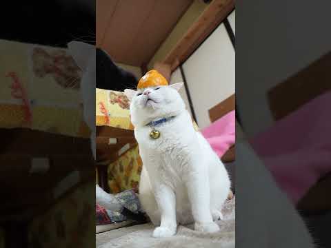 デコポン帽子のせしらたま　260331　のせ猫　 cat　 cute　 猫のいる暮らし　 ねこ　 ネコ　 猫のいる生活… サムネイル