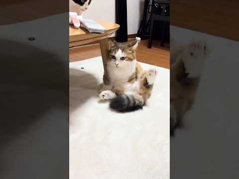 ほら、耳の先までと同じ長さ