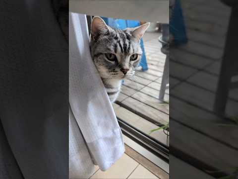アメショーのラッテ アメショ アメリカンショートヘア 猫と暮らす家猫との暮らし猫 サムネイル