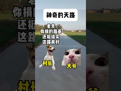 是一条神奇的天路啊~ #有趣 #猫meme #猫meme剧场 #猫meme小剧场 #内容过于真实  #故事 #貓 #猫…