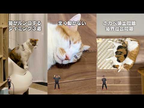 猫飼ってる人にしかワカラナイ７連発 サムネイル