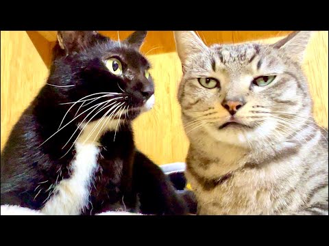 99%が5分で眠くなる😴 猫のゴロゴロ×Water Wood ASMR サムネイル