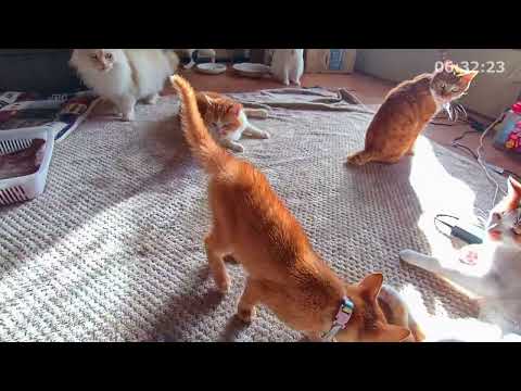 捨てられちゃとらねこ