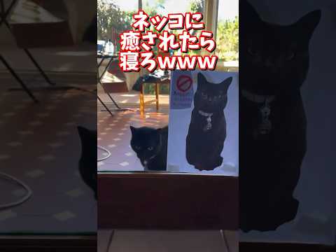 ネッコの動画で癒されたら寝ろｗｗｗ　2ch  動物  猫 癒やし ねこ動画 サムネイル