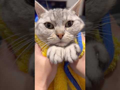 マンチカン、お腹の模様が可愛すぎる...www cat 猫 サムネイル