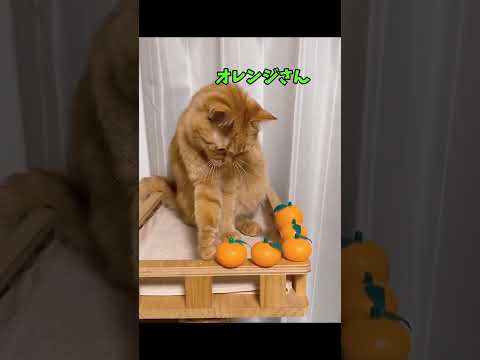え、可愛すぎん?😂