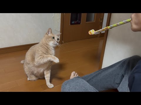 懐かしの吹き戻しで息子と一緒に遊ぶ猫が懐かしい サムネイル