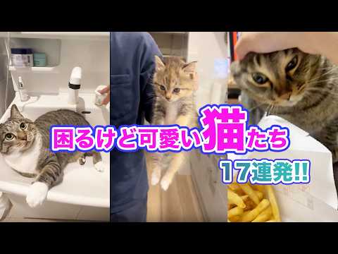 【17連発】困らせてくる猫、全員可愛すぎて無罪🙆‍♀️✨｜PECO