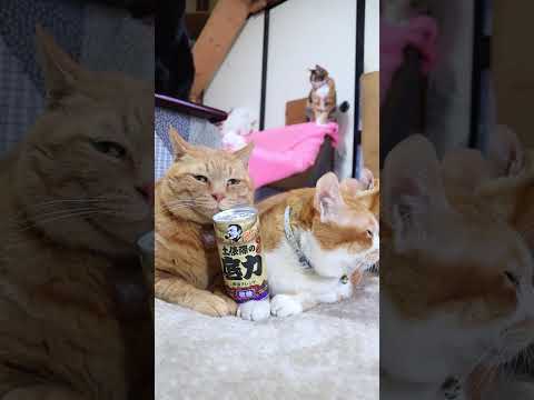 ボス 土俵際の底力　260307　のせ猫　 cat　 cute　 ネコ　 ねこ　 猫のいる暮らし　 猫　　 cutec… サムネイル