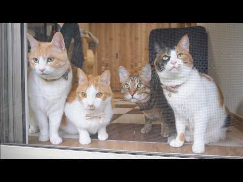 猫たち全員で飼い主が帰ってくるのを待ち続けていました。 サムネイル