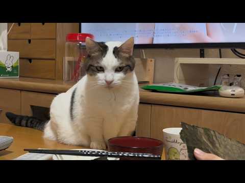 「朝ごはん、質素やな」娘を不憫に思う猫