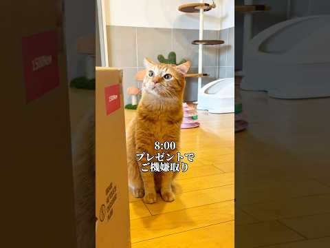 話題のポータブル電源でご機嫌斜めな猫も大満足！