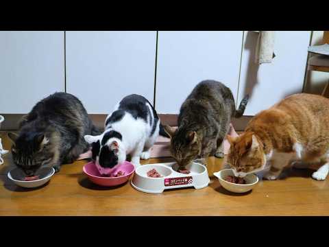 5匹の猫のお食事　260330 サムネイル