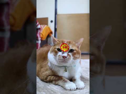 3割値引き　260210　のせ猫　 cat ねこ cute　 猫のいる暮らし　 ネコ　 kitten　 kitty サムネイル