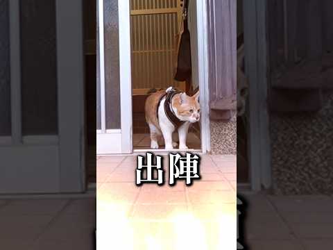 猫の散歩について行ってみた 元野良猫チャチャ 猫武将 ねこ 猫 cat FormerStrayCat サムネイル